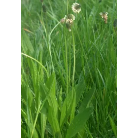 Plantain BIO (Plantago lanceolata) Teinture mère Flacon de 125 ml