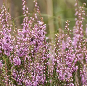 Bruyère BIO Sommité fleurie Tisane vrac 250 g