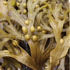 Fucus vesiculosus Thalle coupé Tisane vrac 250 g