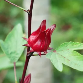 Karkadé (Hibiscus) BIO Fleur coupée Tisane vrac 250 g