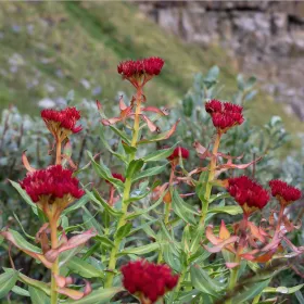 Rhodiola rosea BIO Teinture mère Flacon de 125 ml