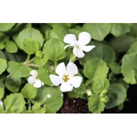 Bacopa Extrait standardisé 60 comprimés VIT'ALL+